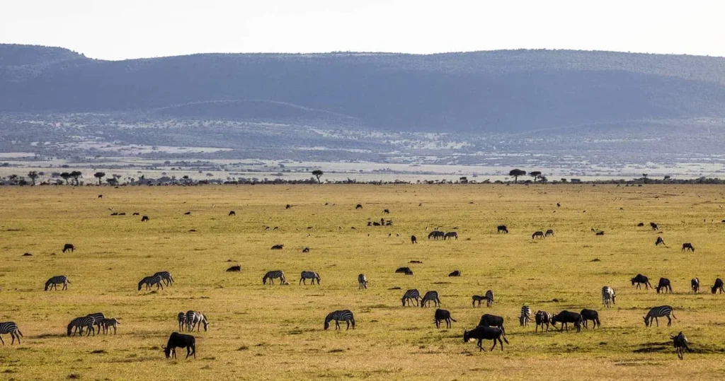 A vast savanna filled with zebras and wildebeests during a Kenya safari tour.