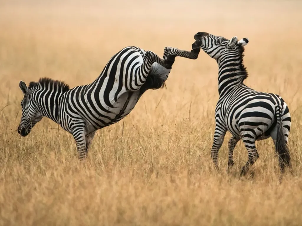 Two wild stallion zebras in Masai Mara fighting aggressively in the tall savanna grass.