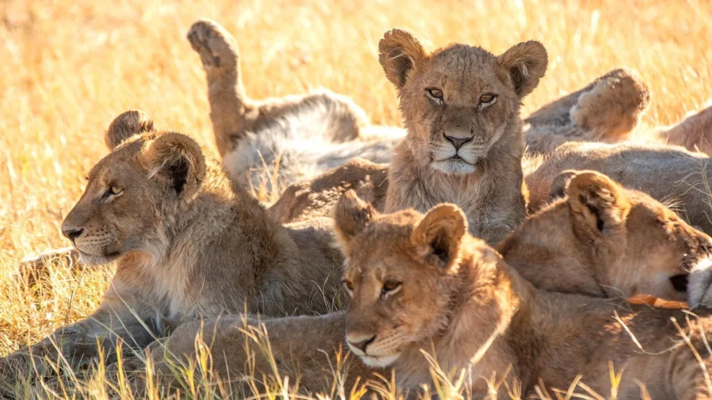 Young lion cubs relaxing together in the grass, showcasing majestic Masai Mara big cats.