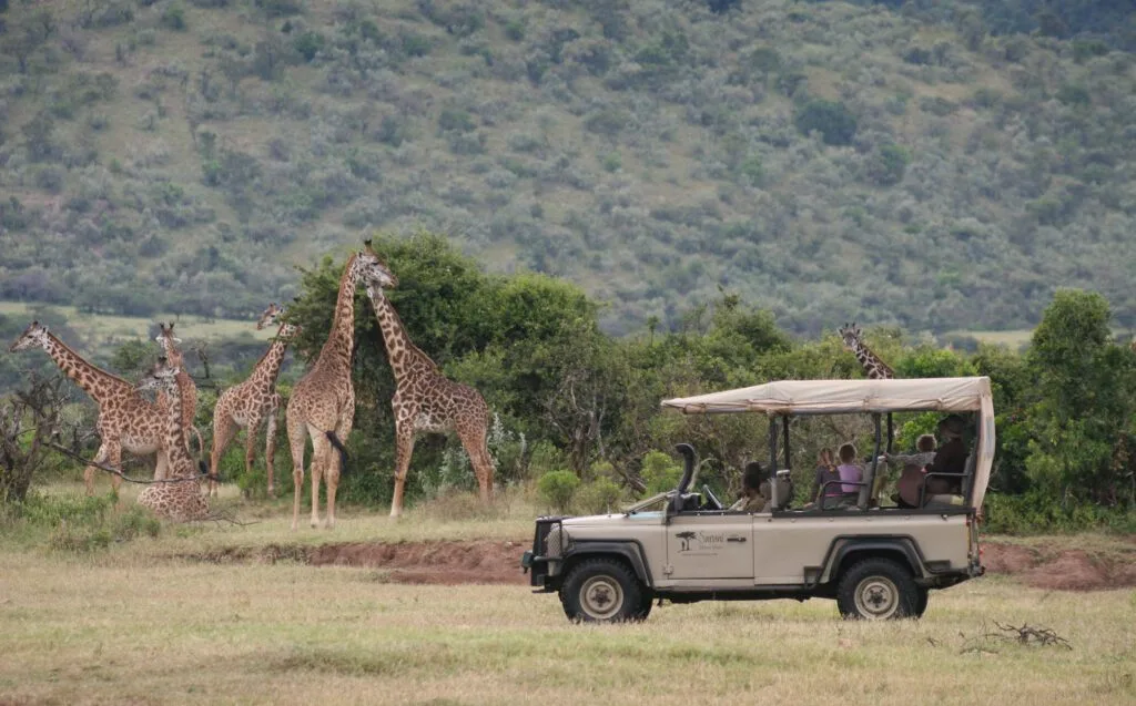 Tourists on a Kenya safari tour watch a herd of wild giraffes near hills.