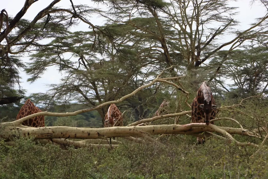Maasai giraffes foraging among yellow-barked acacia trees during a private Masai Mara safari.