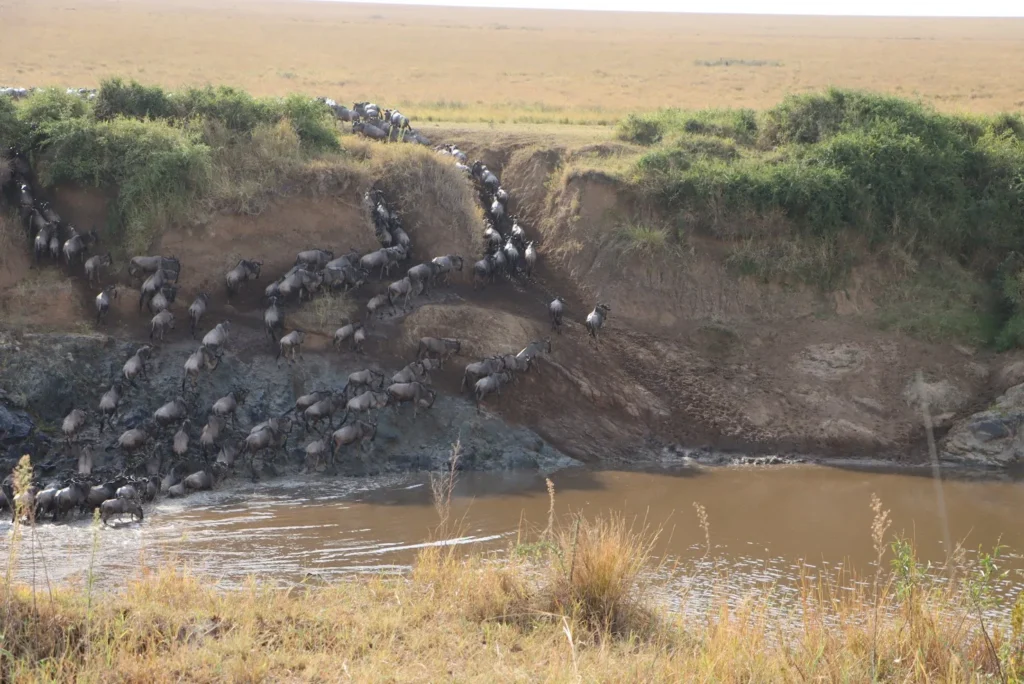 A massive herd of migration wildebeest in Masai Mara plunging down steep riverbanks.
