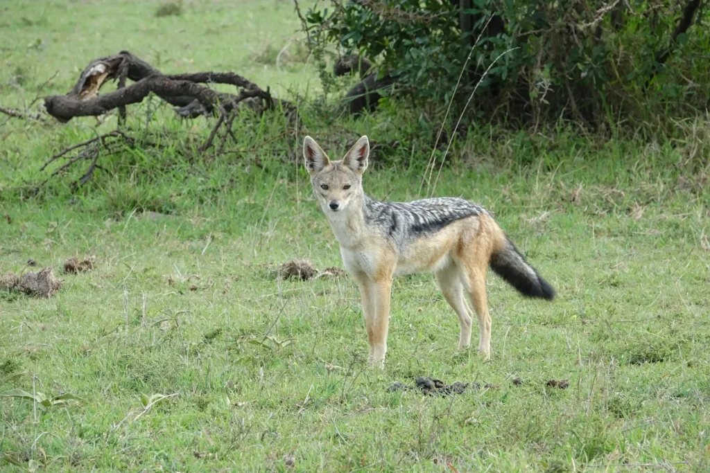 A black-backed jackal standing in the green grass of the Masai Mara ecosystem.