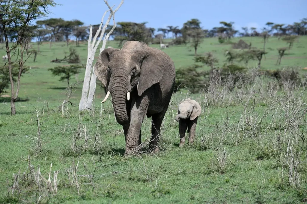 An adult elephant walking with its small calf across the Masai Mara savanna.