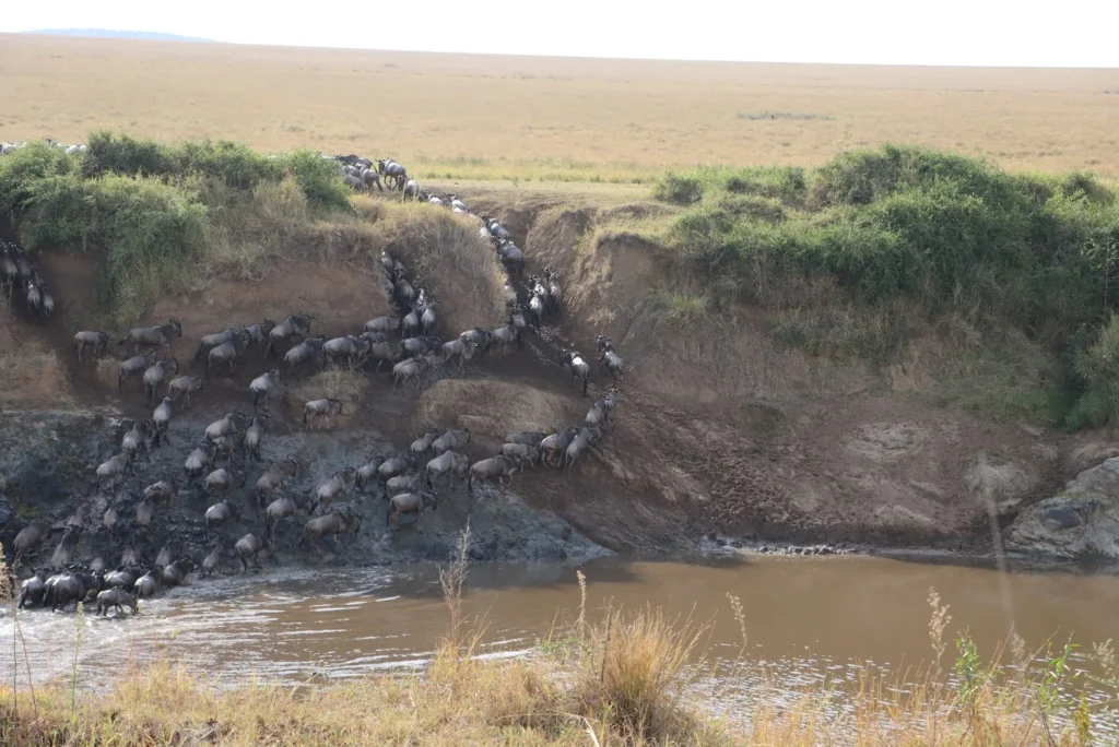 Thousands of wildebeests leaping down a steep bank into a river during the peak migration season, illustrating the best time to visit Masai Mara.