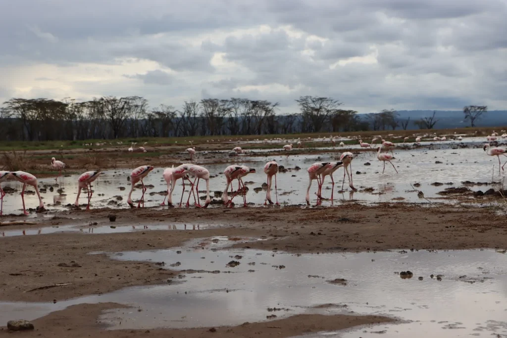 Pink flamingos feeding at Lake Nakuru during a Masai Mara in February safari trip.