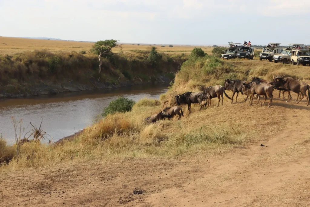 A traveler observes a massive zebra herd while on a migration safari Masai Mara.