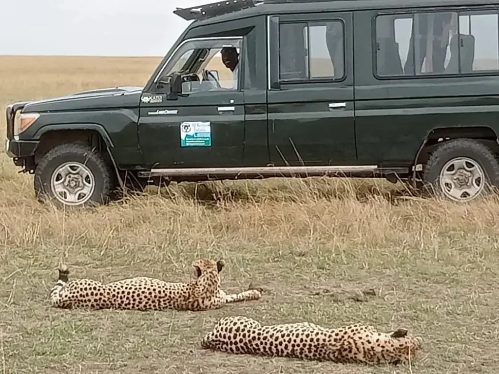 Two wild cheetahs in Masai Mara resting on grass near a safari vehicle.