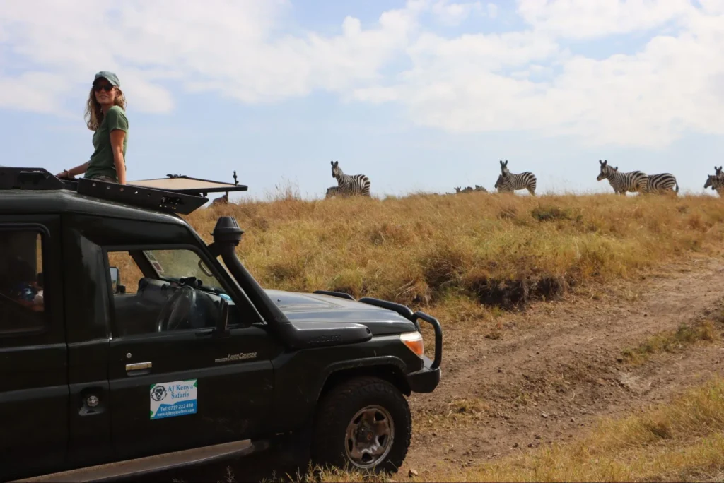 Tourist watching a zebra herd from a 4x4 safari vehicle pop-up roof.