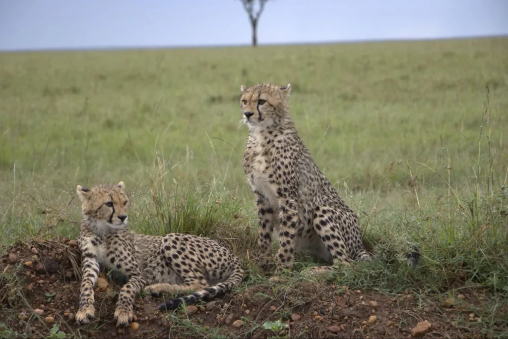 Two spotted cheetahs resting on a grassy savannah plain under a cloudy sky.
