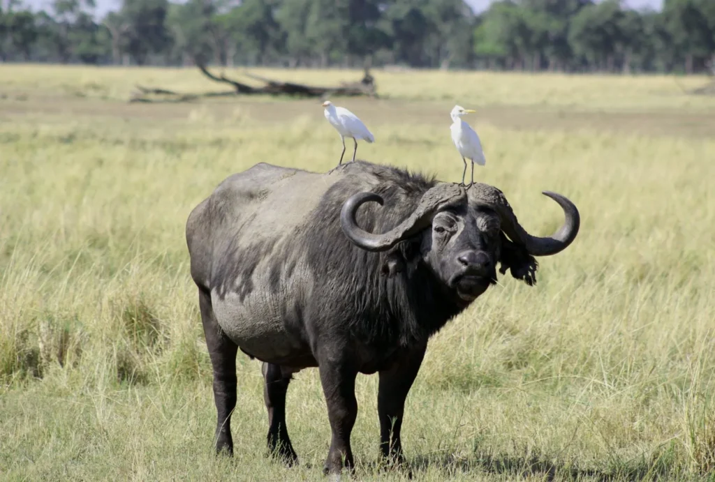An African Cape buffalo standing in grass with two white egrets perched on it.