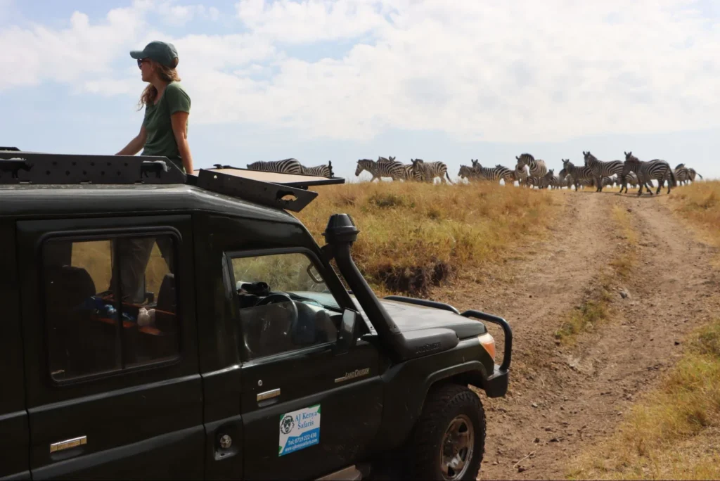 A tourist stands in a 4x4 safari Land Cruiser watching a zebra herd.