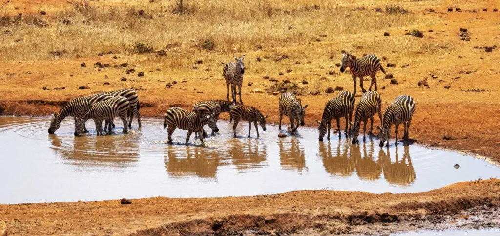 A herd of zebras drinking from a waterhole in a dry, dusty savanna landscape.