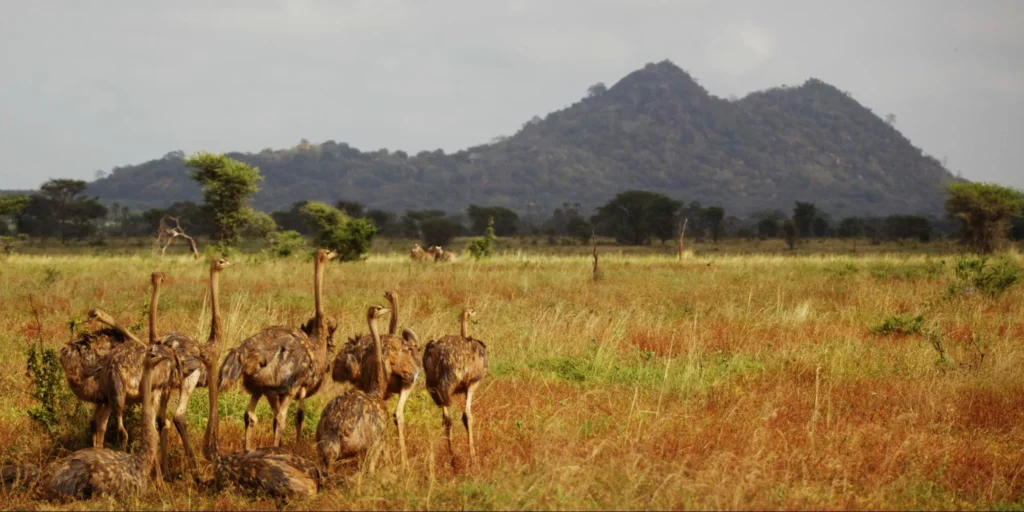 A flock of ostriches in the savanna with hills in the background.