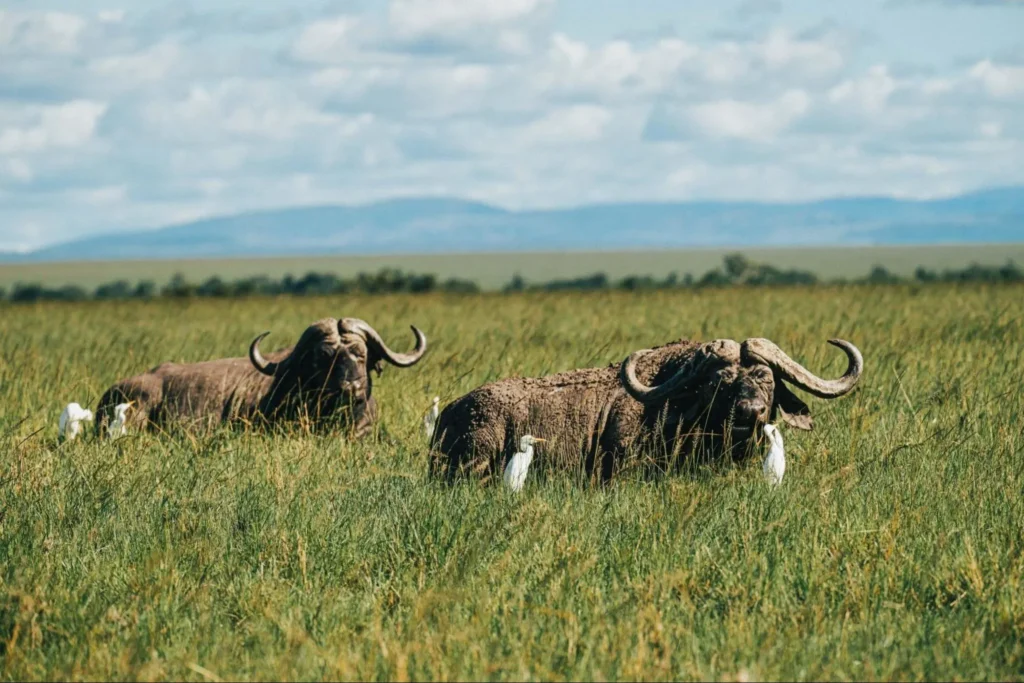 Cape buffaloes resting in green grass with white egrets during a Mara Bush Camp safari.