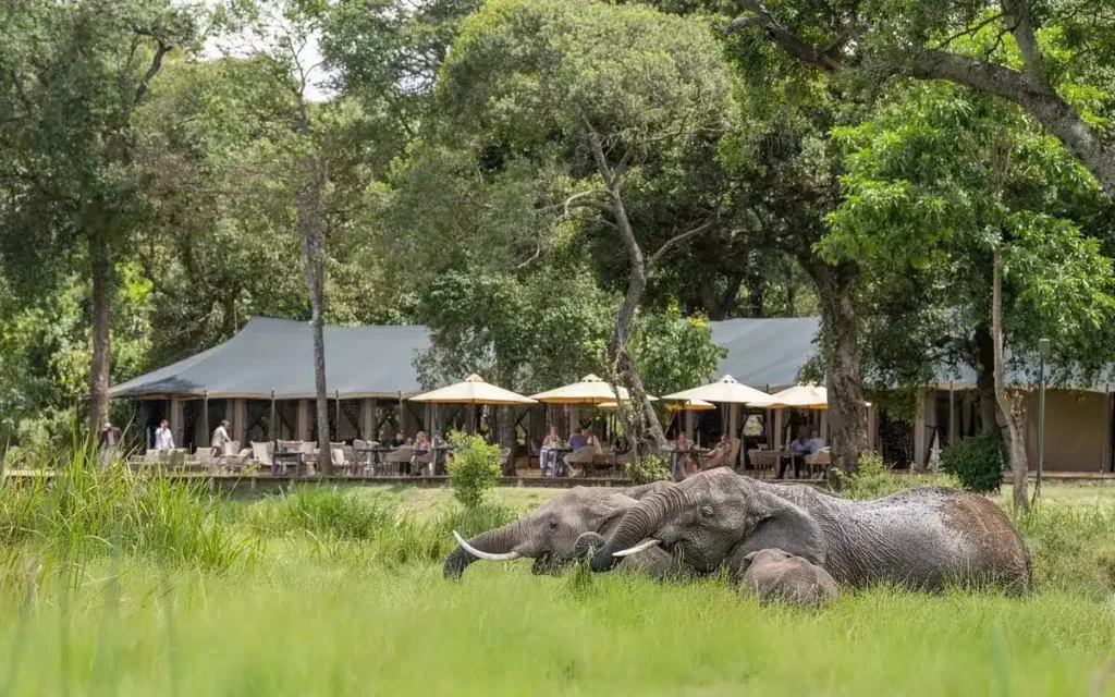 Elephants in a green marshy waterhole in front of a luxury tented safari camp.