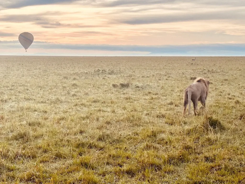 A male lion walks away through dry grass as a hot air balloon flies overhead at sunrise.