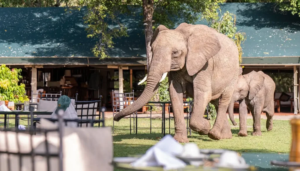 An adult elephant and a calf walking past tables on an outdoor camp lawn.
