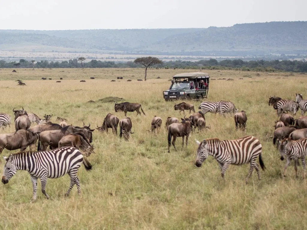 A safari vehicle surrounded by a herd of zebras and wildebeests in the savanna.