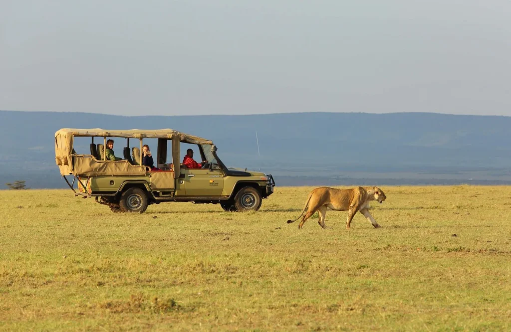 Basecamp Masai Mara safari vehicle with tourists watching the lioness walk across the plains.