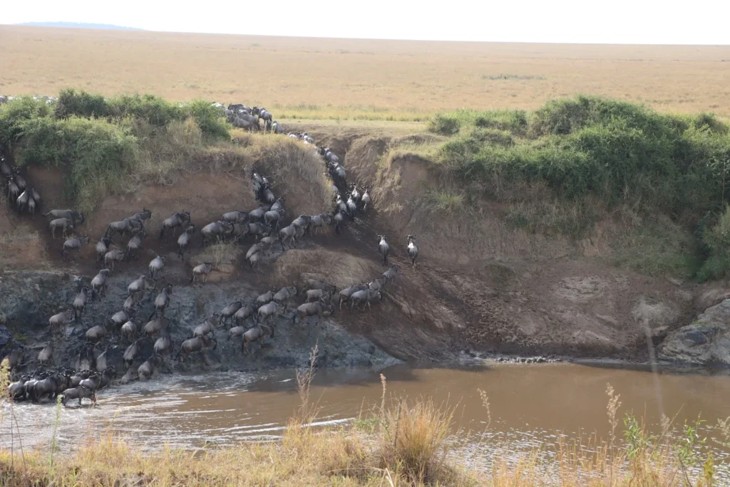 Herd of wildebeests descending a steep, dusty dirt bank into the muddy Mara River.