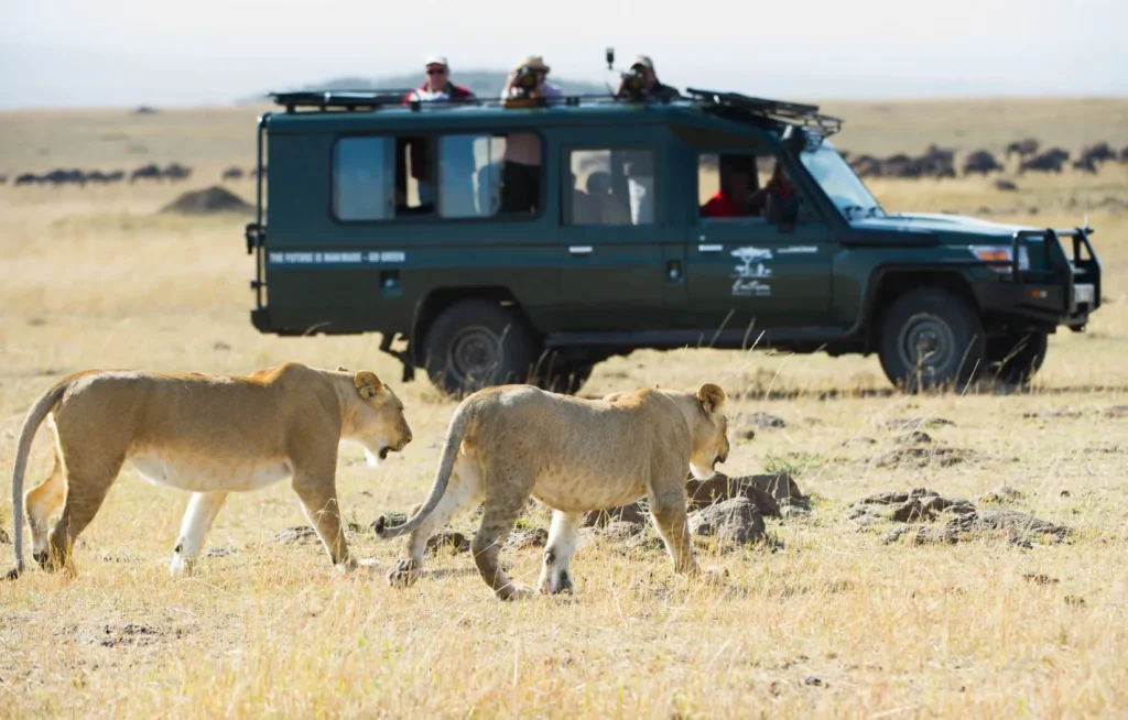 Entim Mara Camp safari vehicle tracking lions as they walk across the open plains.