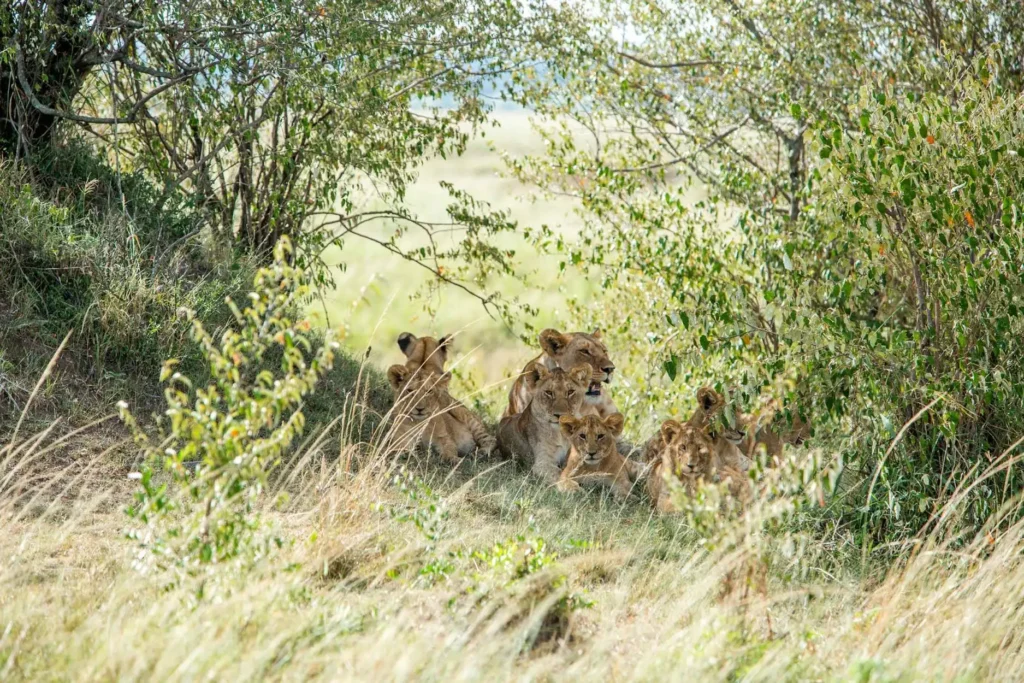 Lions and cubs resting in the shade during a Mara Engai Wilderness Lodge safari.