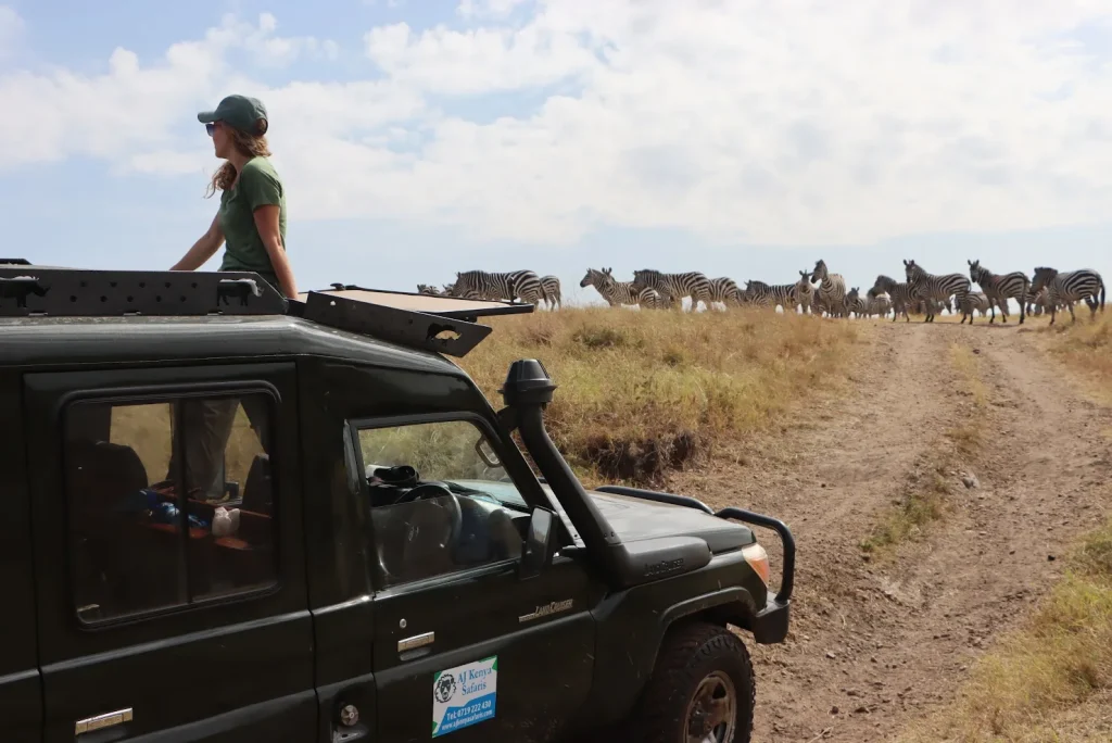 Traveler viewing a herd of zebras from the open pop-up roof of a 4x4 safari Land Cruiser.
